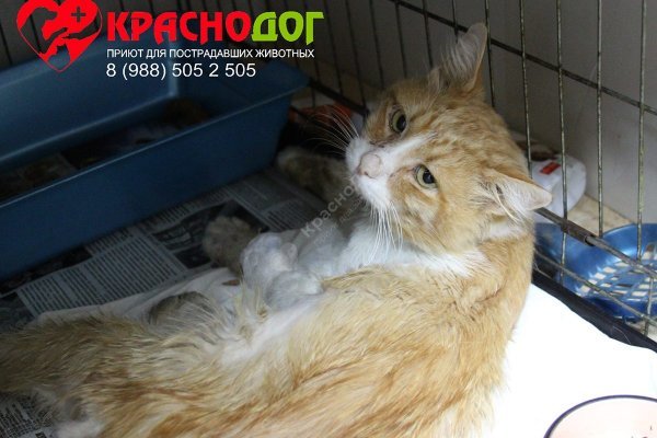 Кракен сайт зеркало рабочее